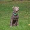 hundetreffen 03.09.2016 587